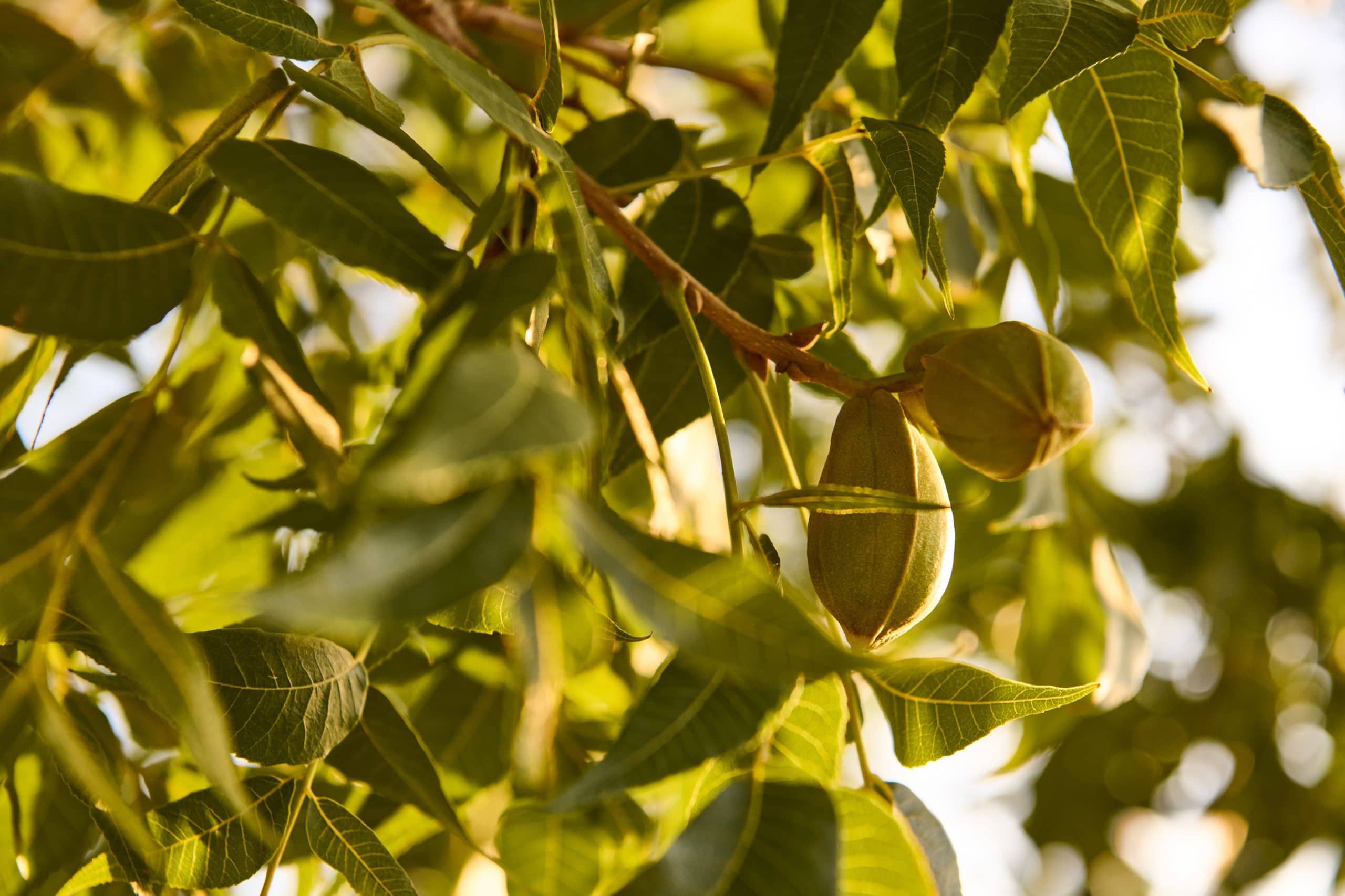 Chase Pecan tree leaves